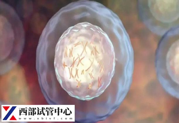 鮮胚移植成功后可能會(huì)輕微出血
